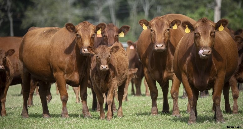 A red angus herd on a farm